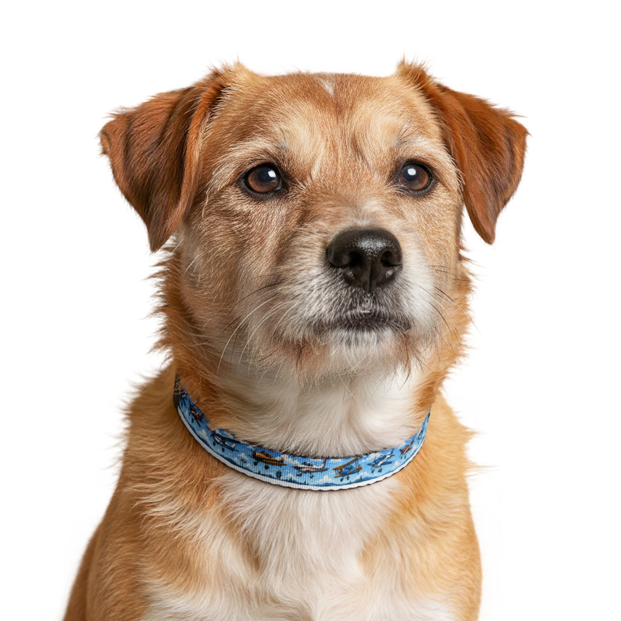 Airplane Pattern - Pet Collar